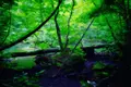奥入瀬渓流　　の写真_128920