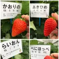 いちご狩り らいおん果実園の写真_128980