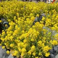 成田（成田山表参道）の写真_129491