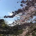 成田山公園の写真_130015