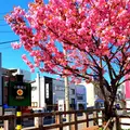 旧手宮線の写真_130350