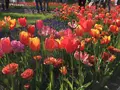 昭和記念公園 渓流広場の写真_130450