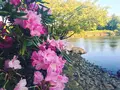 国営昭和記念公園日本庭園の写真_130458