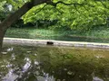 小石川後楽園の写真_131133
