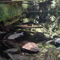 京都水族館の写真_131268