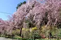 光前寺の写真_131403