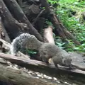 町田リス園の写真_131489