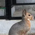 町田リス園の写真_131491