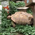 町田リス園の写真_131492