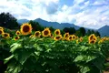 安曇野ちひろ美術館の写真_131570