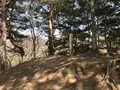 真田氏本城跡の写真_132055