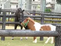京都競馬場の写真_132299