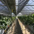 【閉業】林いちご園の写真_132507