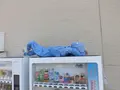 伊賀上野銀座商店街振興組合の写真_132556