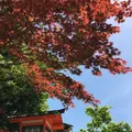八坂神社の写真_132569