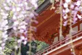 春日大社の写真_132665