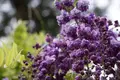 萬葉植物園の写真_132670