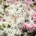 ヴェルニー公園の写真_132766