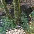 カフェ せせらぎの写真_132927