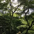 瑠璃光院の写真_132951