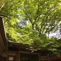瑠璃光院の写真_132952