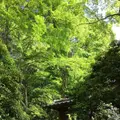瑠璃光院の写真_132955