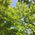 瑠璃光院の写真_132956