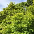 瑠璃光院の写真_132957