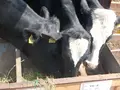 函館牛乳 あいす118の写真_133047