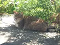 御誕生寺の写真_133062