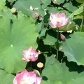 花はす公園の写真_133110