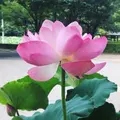 花はす公園の写真_133111