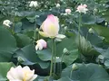 花はす公園の写真_133114