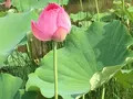 花はす公園の写真_133115