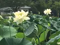 花はす公園の写真_133116