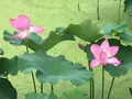 花はす公園の写真_133117