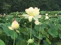 花はす公園の写真_133118