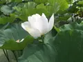 花はす公園の写真_133119