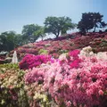 西山公園の写真_133130