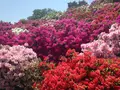 西山公園の写真_133131