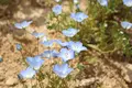 Flower village 花夢の里の写真_133169