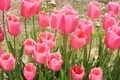 Flower village 花夢の里の写真_133170