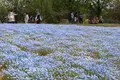 Flower village 花夢の里の写真_133171