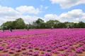 Flower village 花夢の里の写真_133172