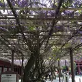 笠間稲荷神社の写真_133190