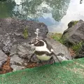 阿蘇カドリー・ドミニオンの写真_133323