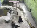 阿蘇カドリー・ドミニオンの写真_133325