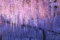 天王川公園の写真_133536