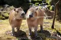 阿蘇カドリー・ドミニオンの写真_133560