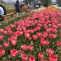 サラキ岬の写真_133611